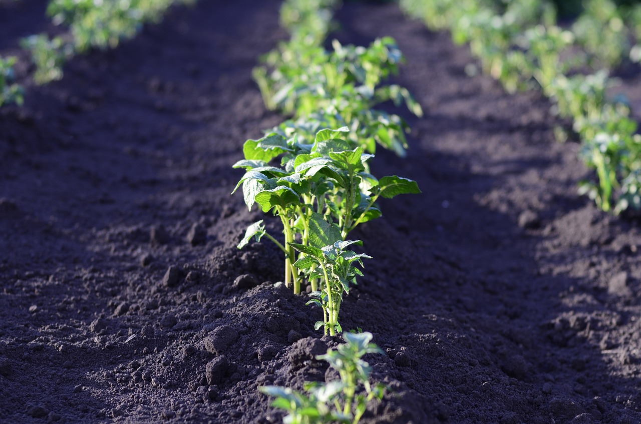 Que faire au potager en octobre??