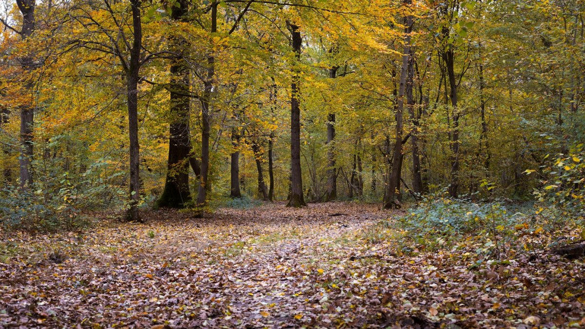 Un chemin forestier tapissé de feuilles mortes en Seine-et-Marne, cet automne.