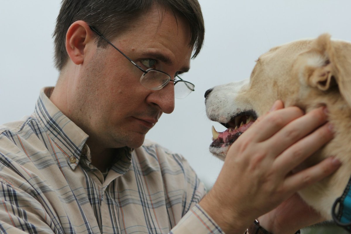 Le prélèvement salivaire, réalisé une seule fois chez le vétérinaire, permet d'enregistrer le profil génétique du chien.