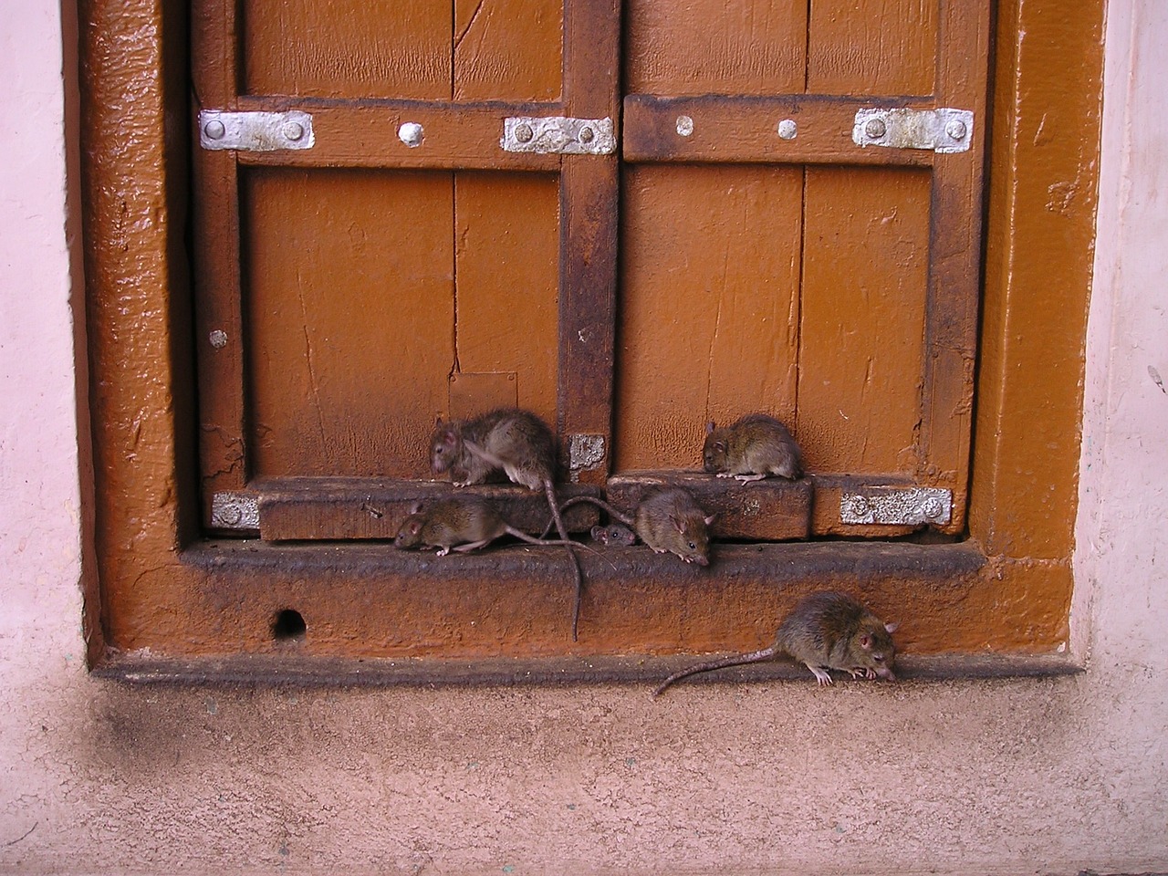 La prolifération des rats à Paris