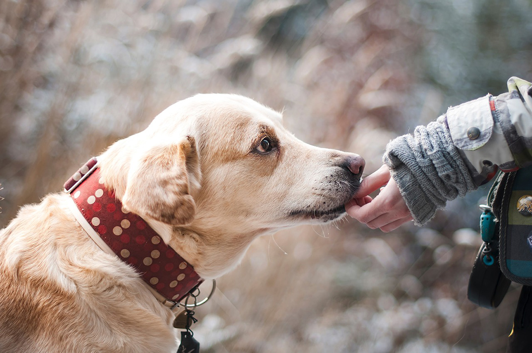 Les meilleurs villes pour les chiens ?