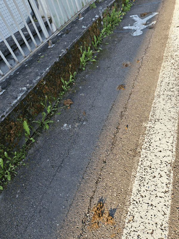 Signalement à Dijon