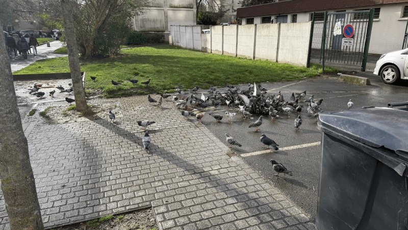 Propreté, 17 Chemin des Fortes Terres, Épinay-sur-Seine