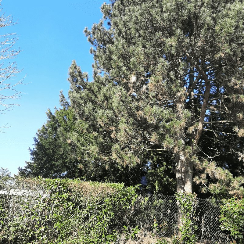 Autre, Square Raynouard, Le Chesnay-Rocquencourt