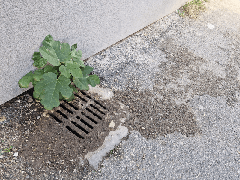 signalement à Montauban