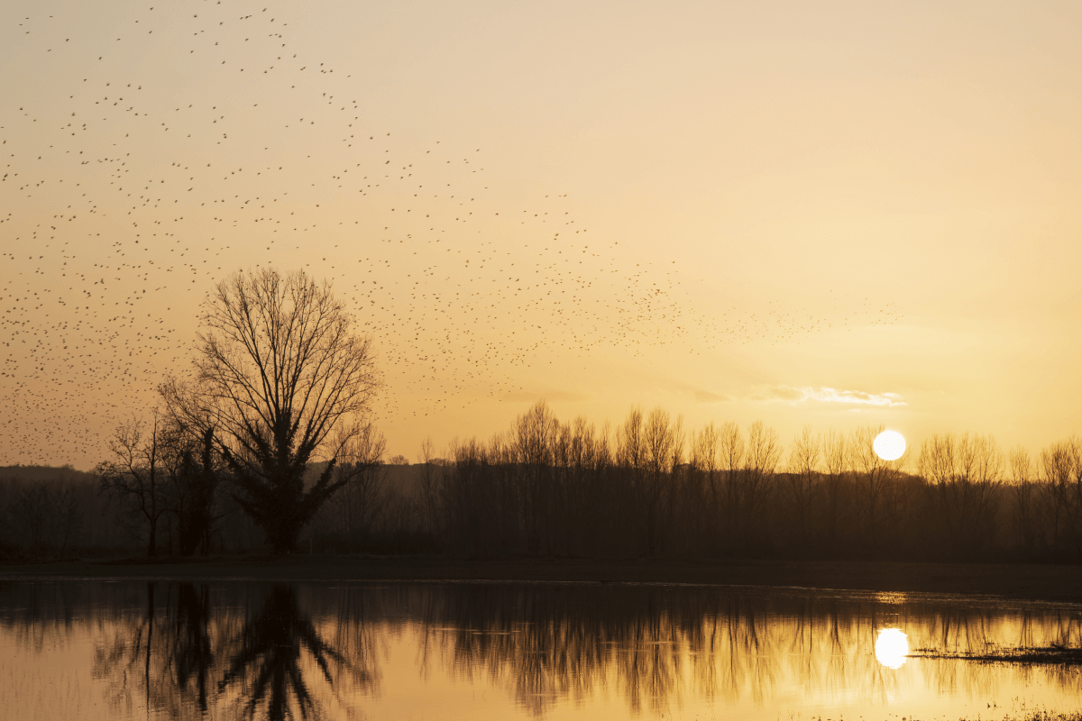 Le lac de merles 